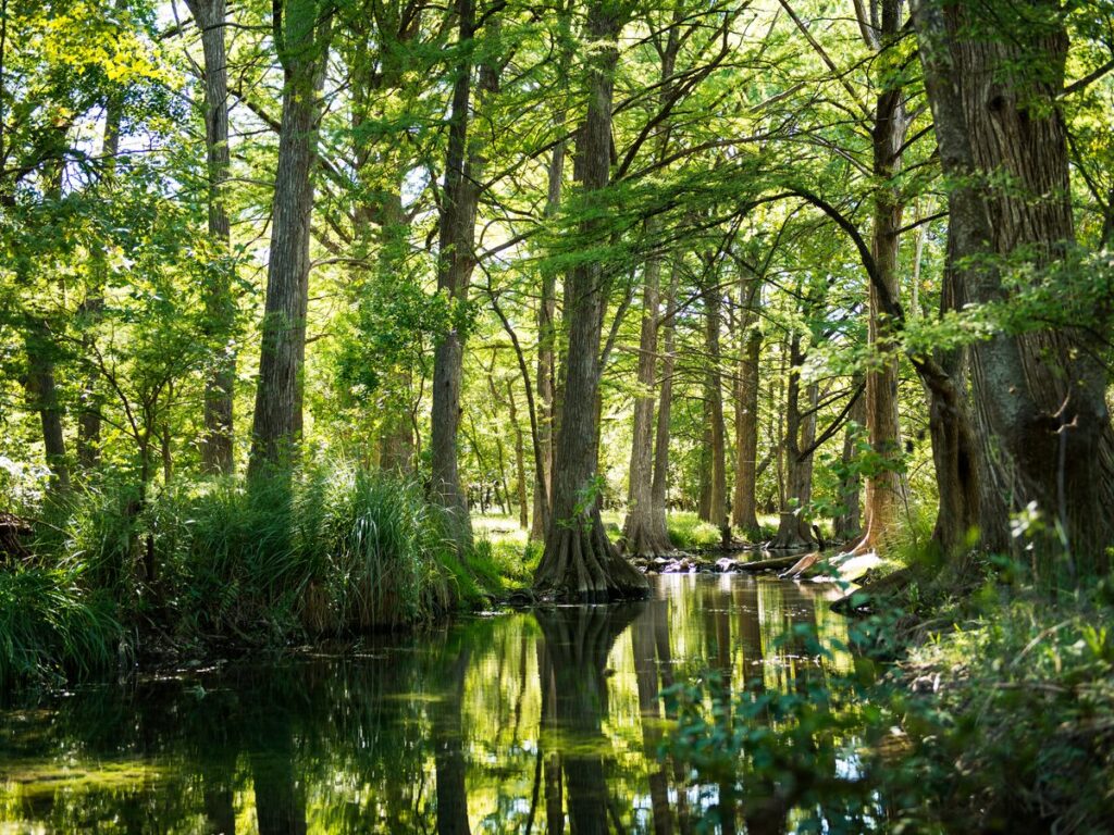 Cypress trees lining Cypress Creek in Wimberley Texas