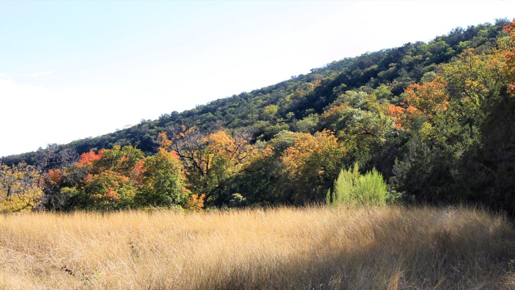 Bigtooth maples turning color at Lost Maples State Natural Area in fall