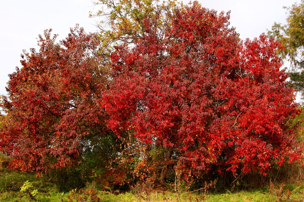 Red maple leaves along the shoreline at Inks Lake State Park in fall