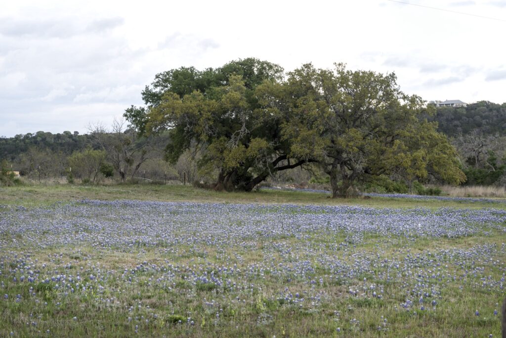 Bluebonnets blooming under a live oak in the Texas Hill Country in spring