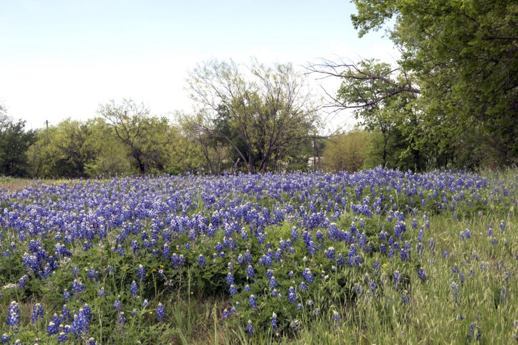 Dense bluebonnet field near Marble Falls in the Texas Hill Country