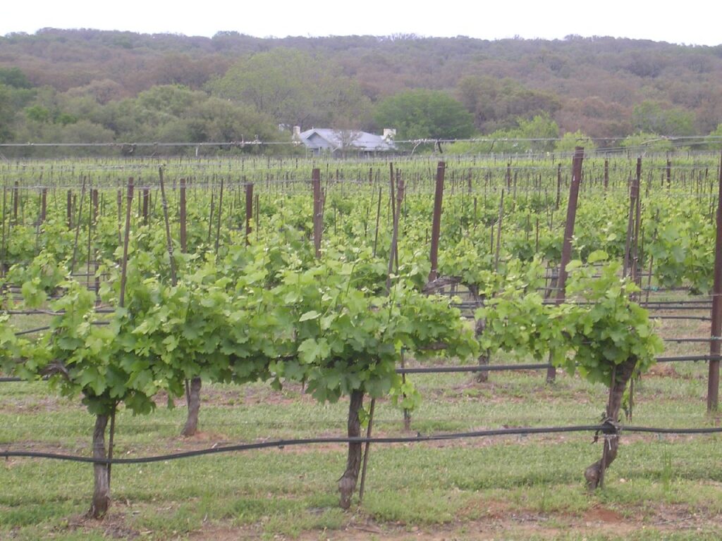 Grapevine rows at Texas Hills Vineyard near Fredericksburg with a farmhouse in the background