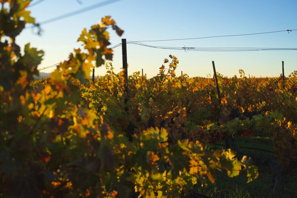 Sunlit grapevine rows glowing gold and orange at sunset in a vineyard
