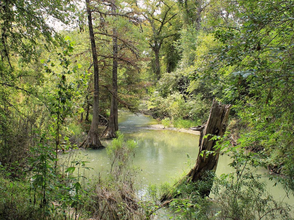 Cypress lined bend of the Medina River in the Texas Hill Country
