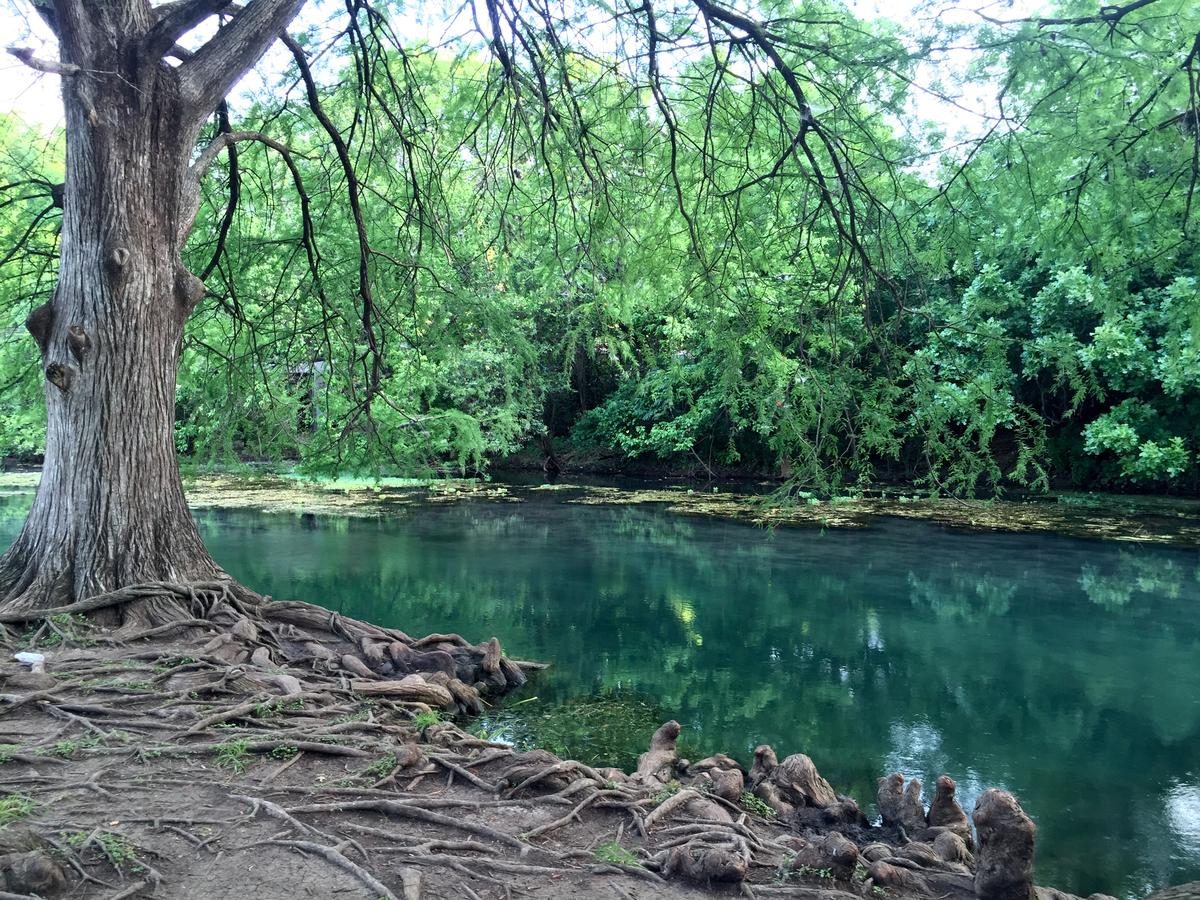 Cypress trees shading the clear San Marcos River at Rio Vista Park